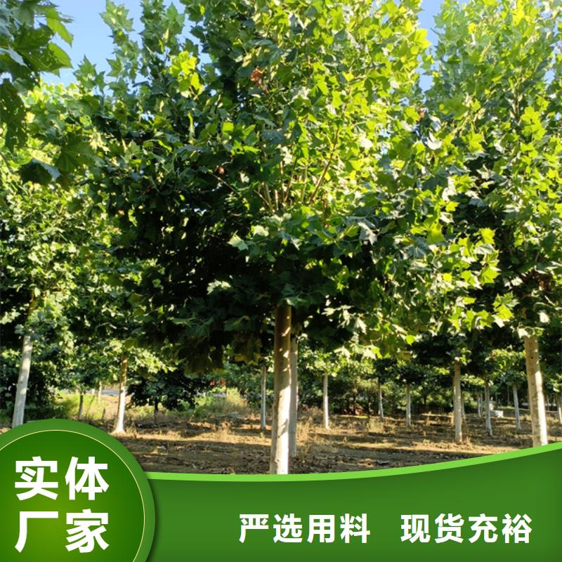 15公分法桐欢迎咨询法桐库存量大