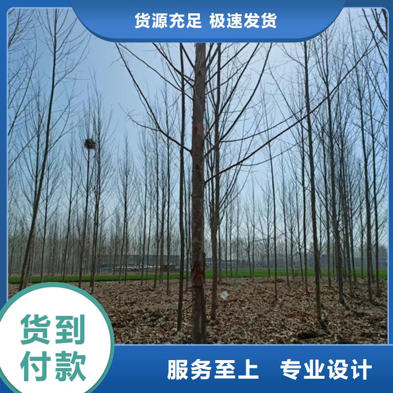 【法桐】美国红枫品牌企业同城品牌