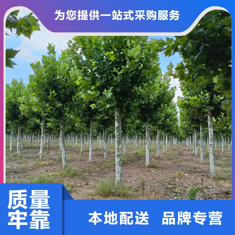 规格齐全的法桐厂家品质商家