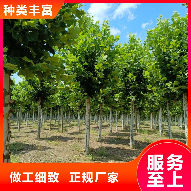 法国梧桐质量与价格同在本地生产厂家