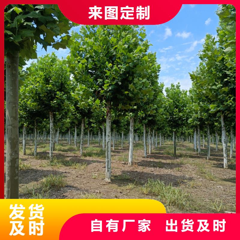 【法桐】美国红枫专业生产制造厂当地厂家
