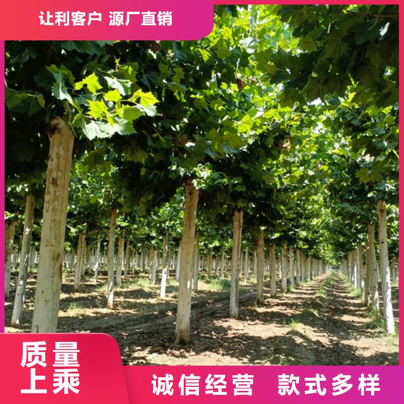法桐-北京栾用心做品质同城供应商