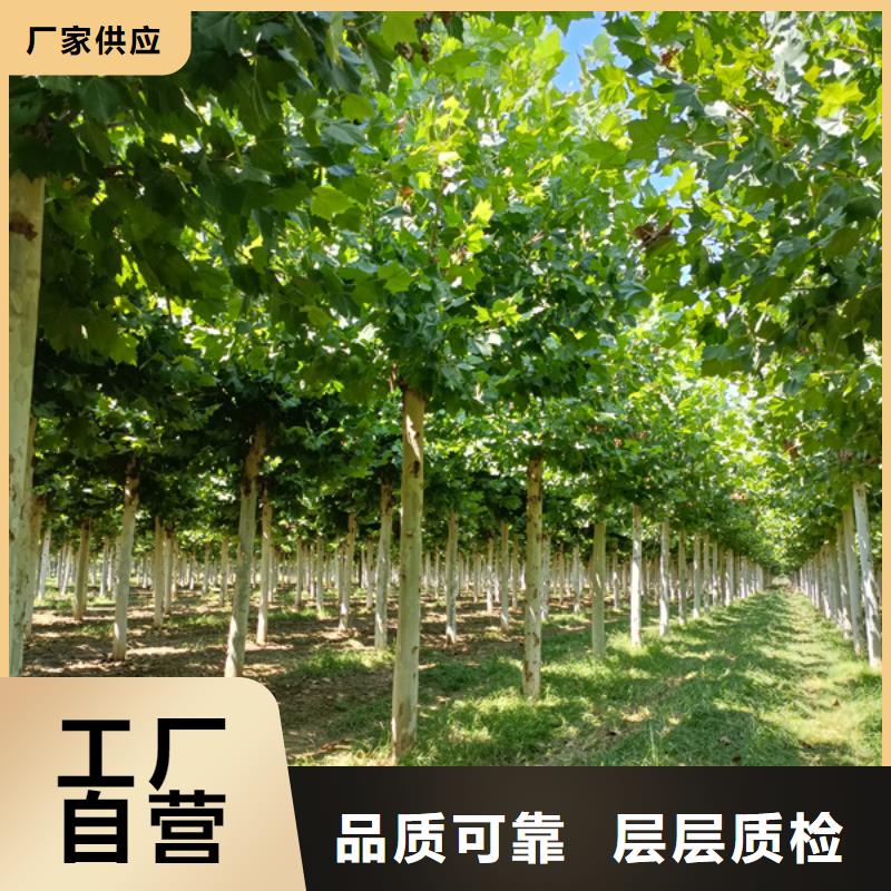 购买造型法桐满意后付款工厂现货供应