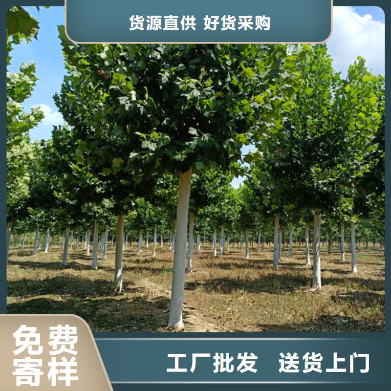 速生法桐现货齐全法桐基地欢迎新老客户垂询