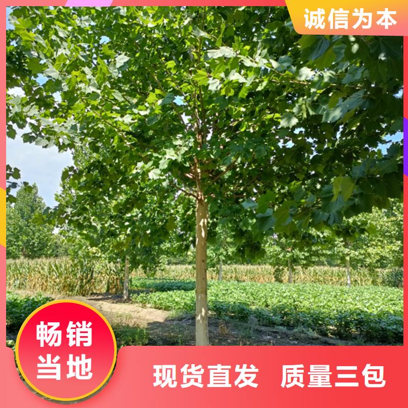 法桐黄金槐工艺精细质保长久品质有保障