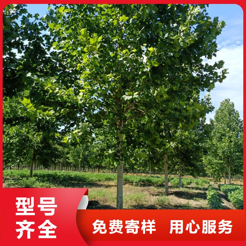 ​法桐,五角枫货源充足本地经销商