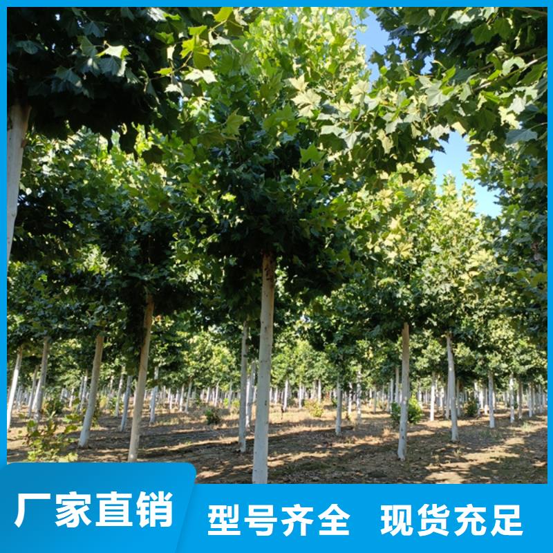 法桐厂家新品同城货源
