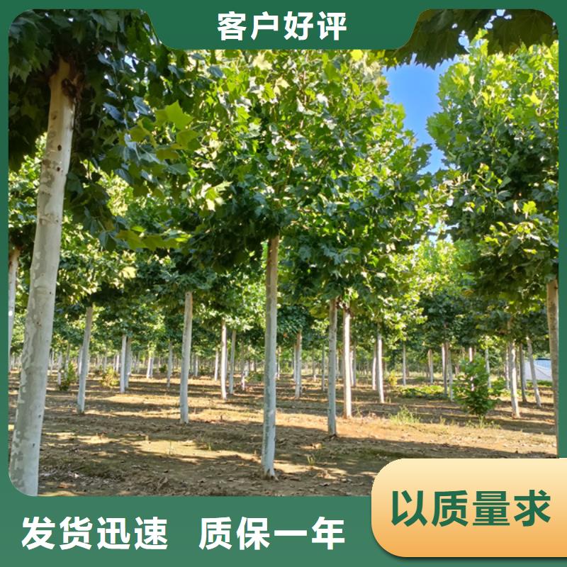 法桐美国红枫库存充足本地服务商