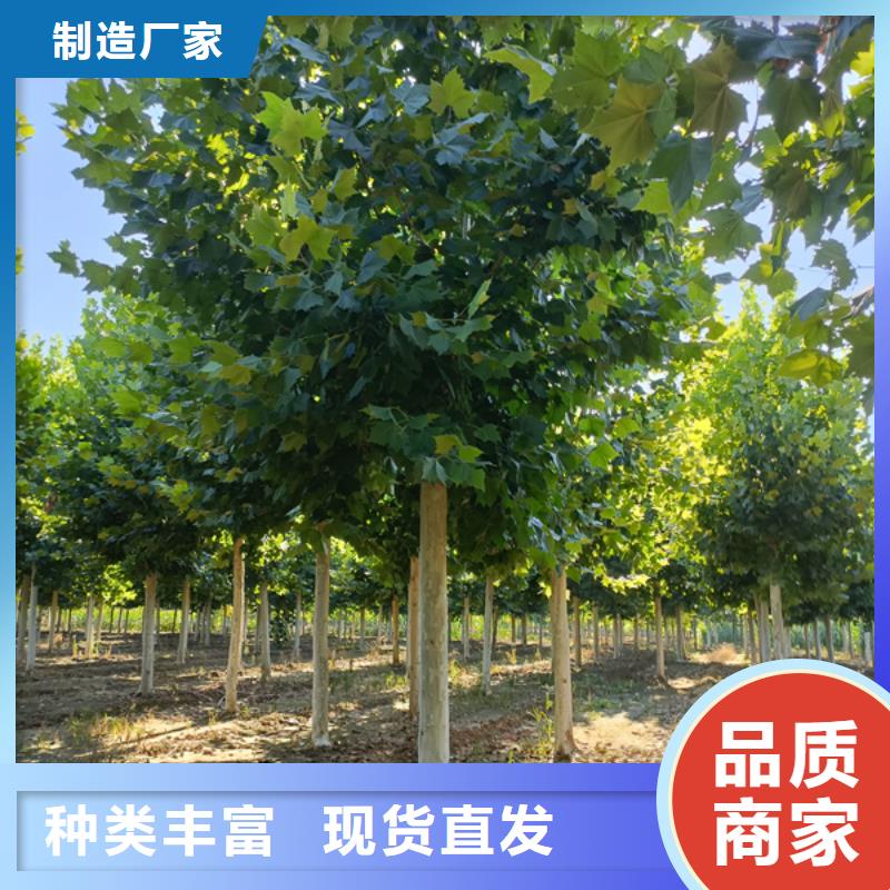 法桐_金叶白蜡产地直销厂家直销放心
