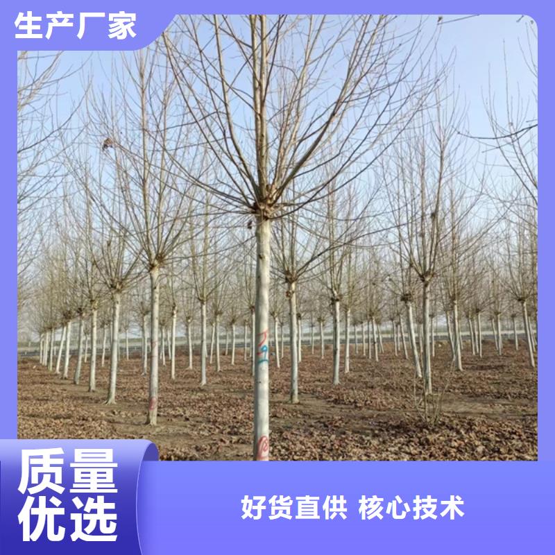 20公分法桐量大从优法桐一站式采购商家