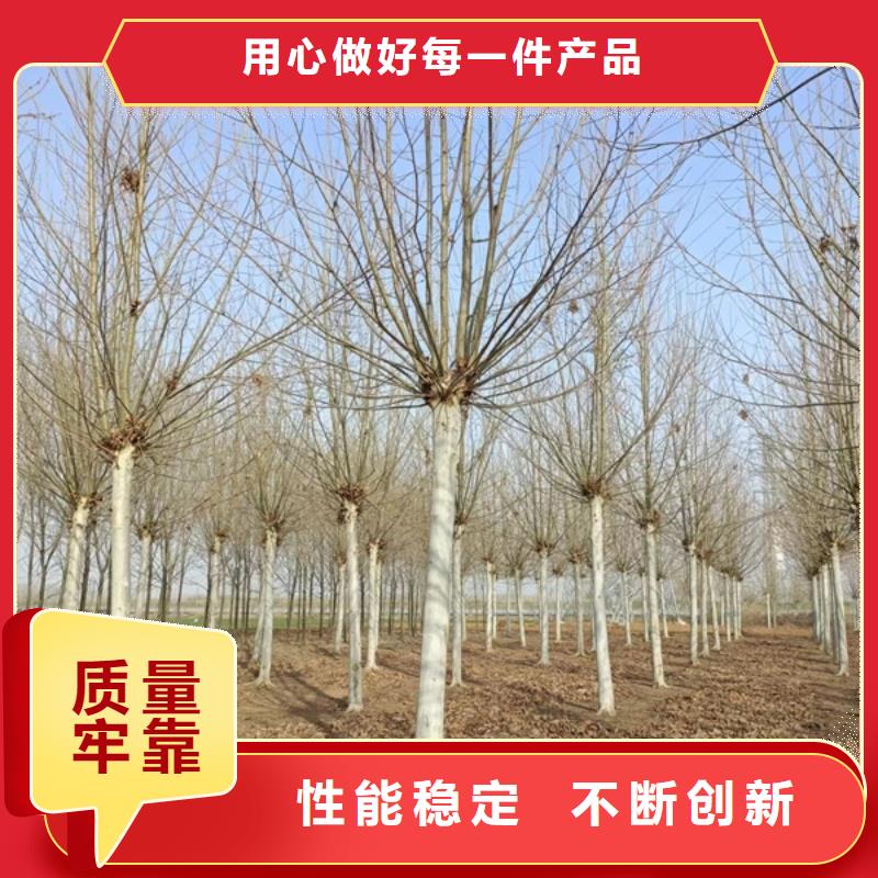 法桐截杆发帽采购海量现货直销