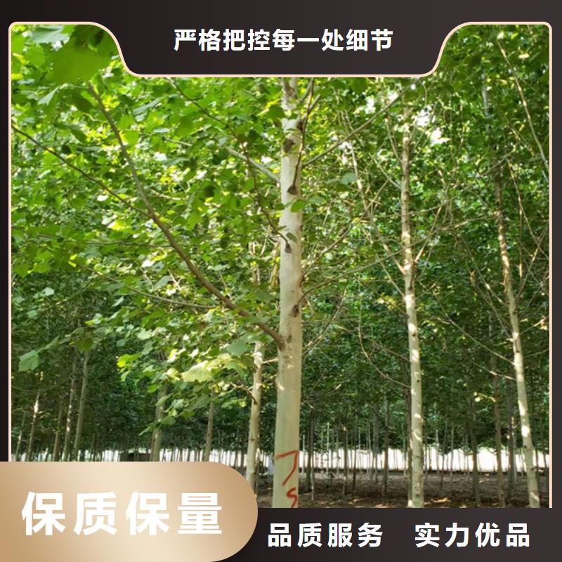 法桐小苗-买贵可退同城货源