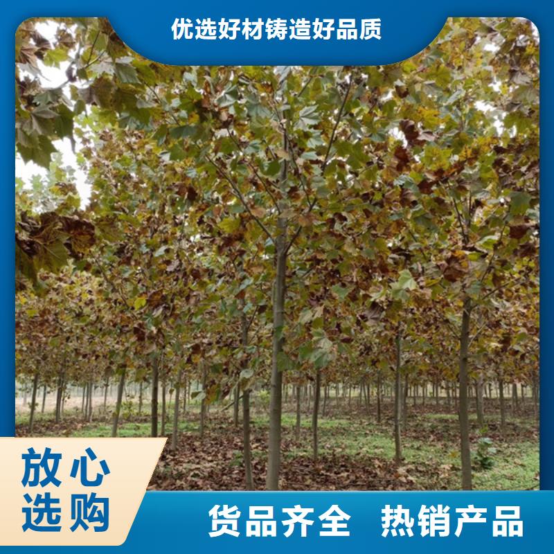 法桐源厂直销的简单介绍