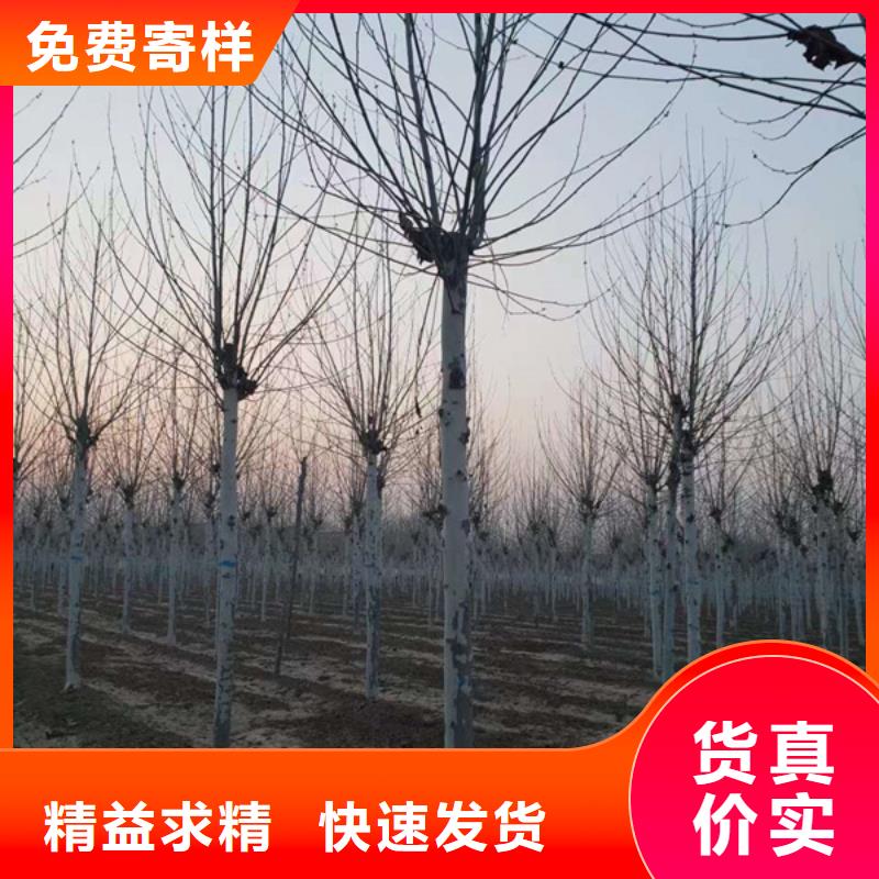 法桐白蜡产地工厂当地供应商