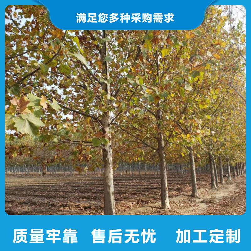 【法桐】美国红枫快捷物流价格地道