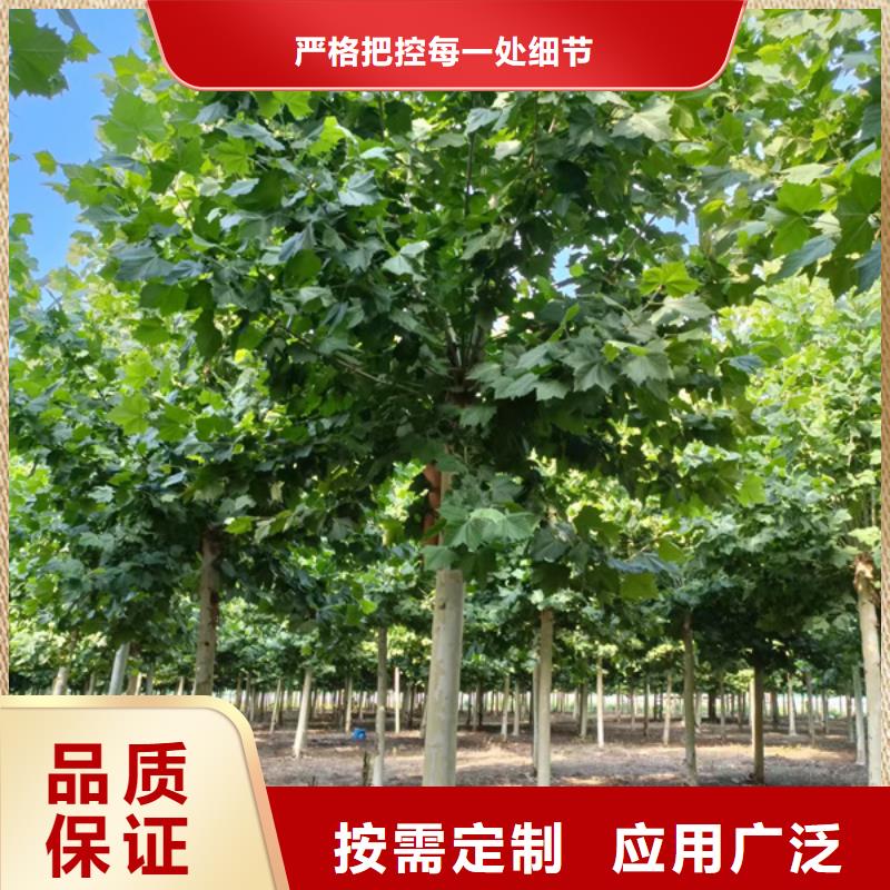 法桐【金叶复叶槭】质量无忧当地生产厂家