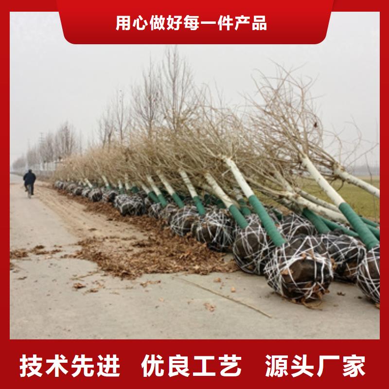 法桐小苗优质货源厂家批发价
