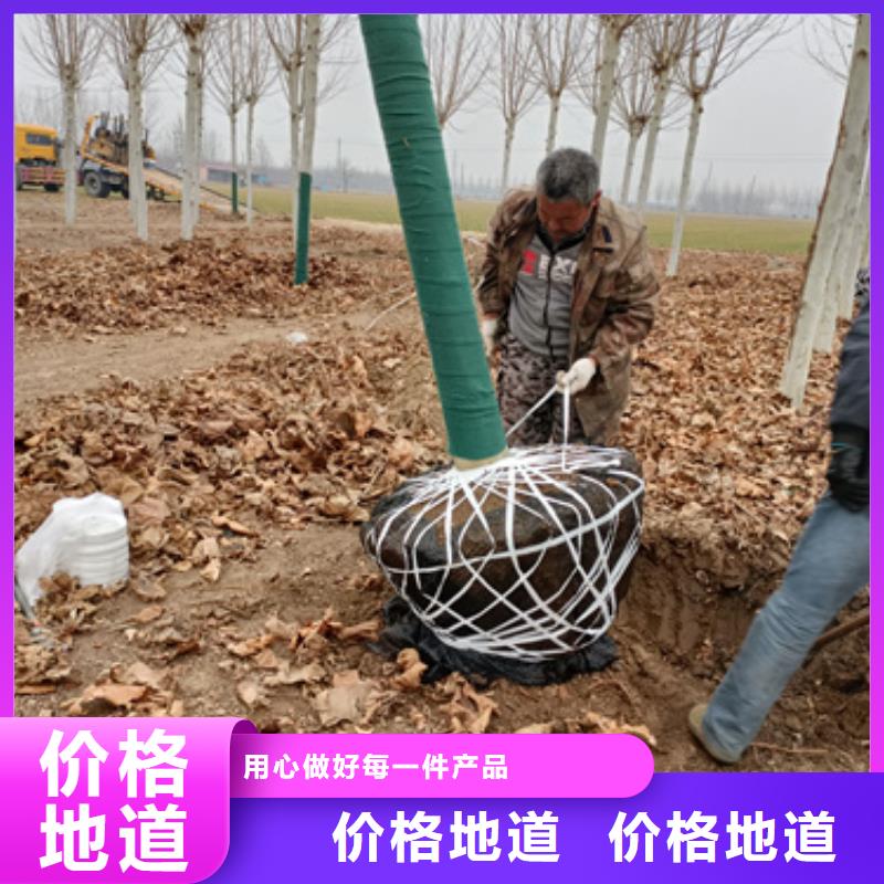 法桐【白蜡】种类齐全源头厂家量大价优