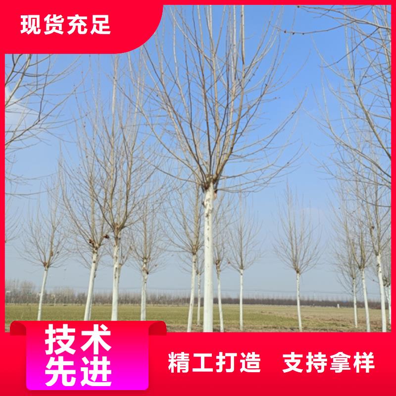 法桐厂家直销-发货及时当地经销商