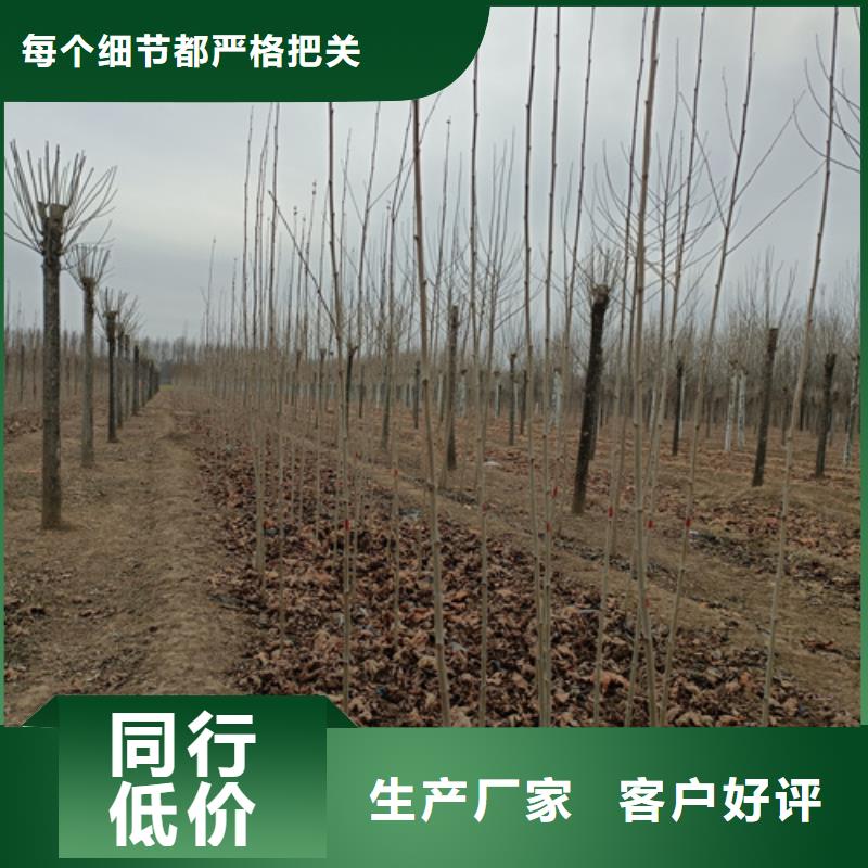 造型法桐货真价实绿化苗木本地公司