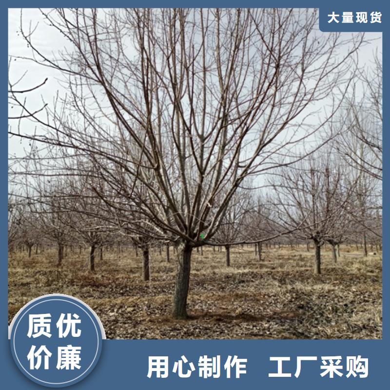 法桐大型厂家源厂直接供货