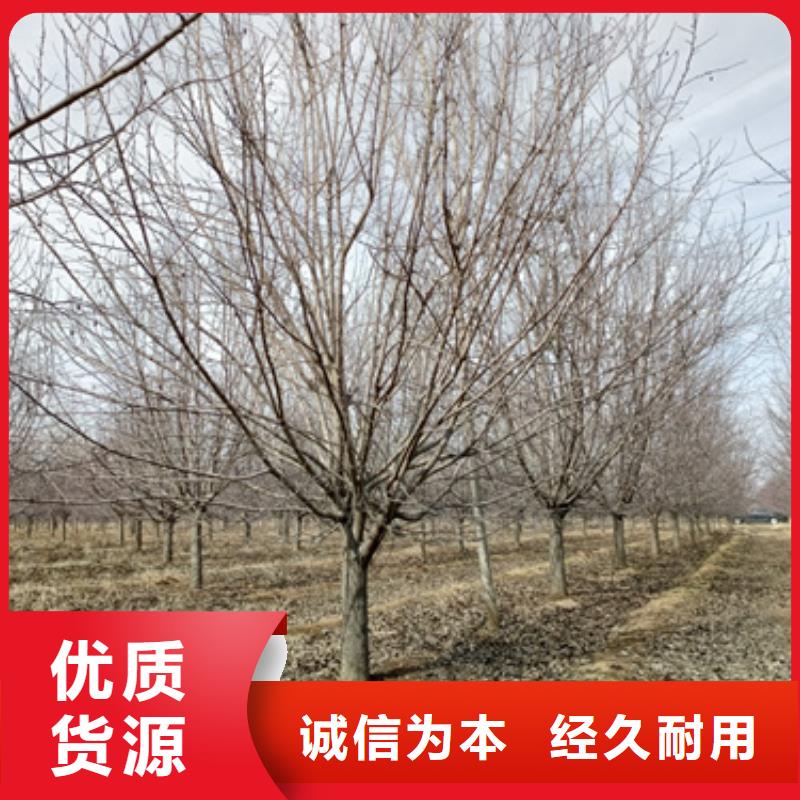批发法桐行情的公司满足多种行业需求
