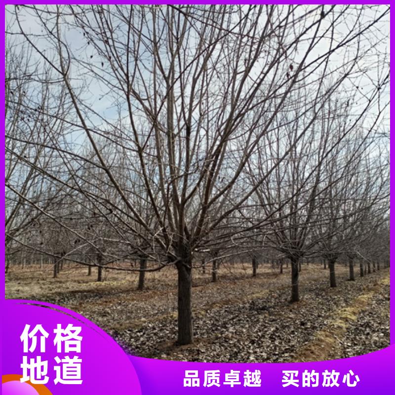 造型法桐产地直销同城生产厂家