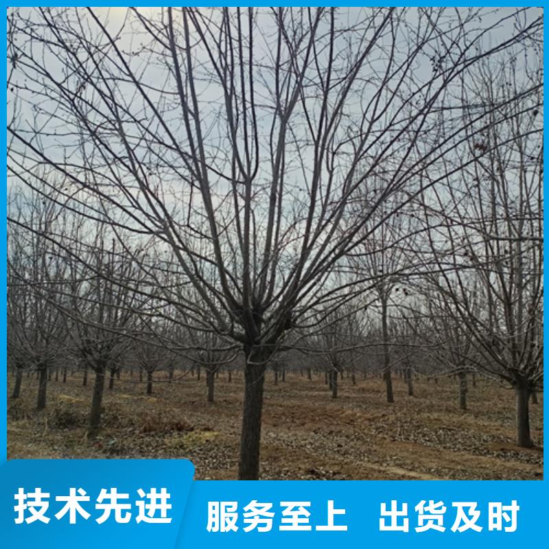 批发法桐小苗的生产厂家专业信赖厂家