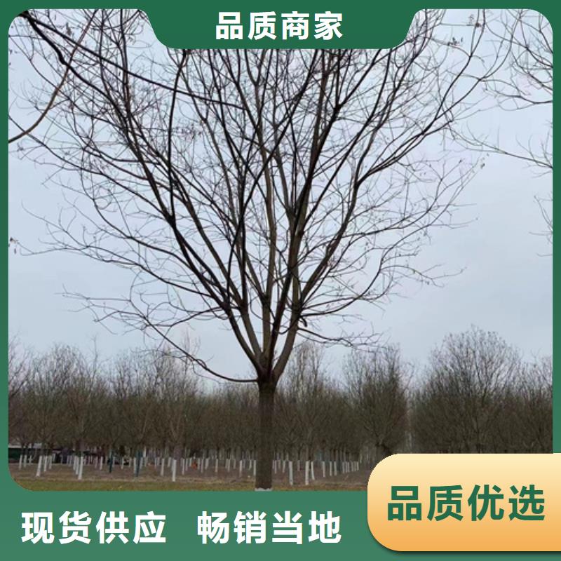 法桐小苗大品牌多种优势放心选择