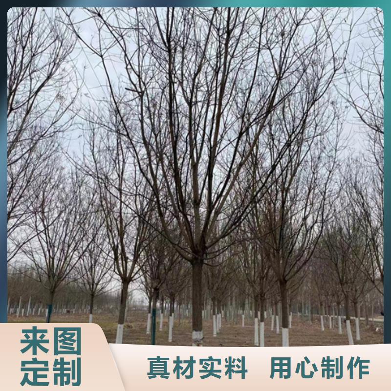速生法桐货源充足绿化苗木当地经销商