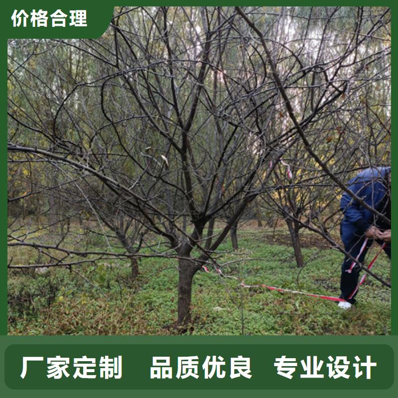 造型法桐热销货源本地经销商