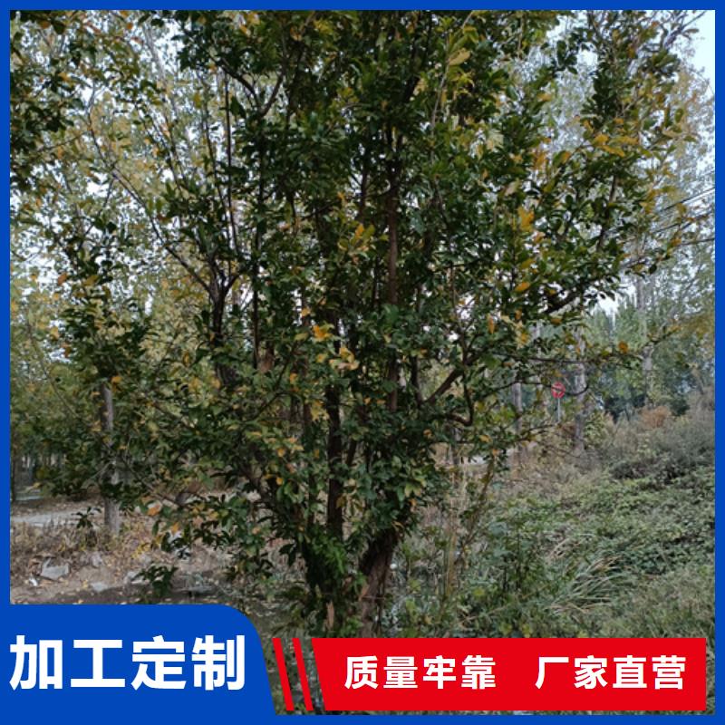 法桐供应商制造厂家
