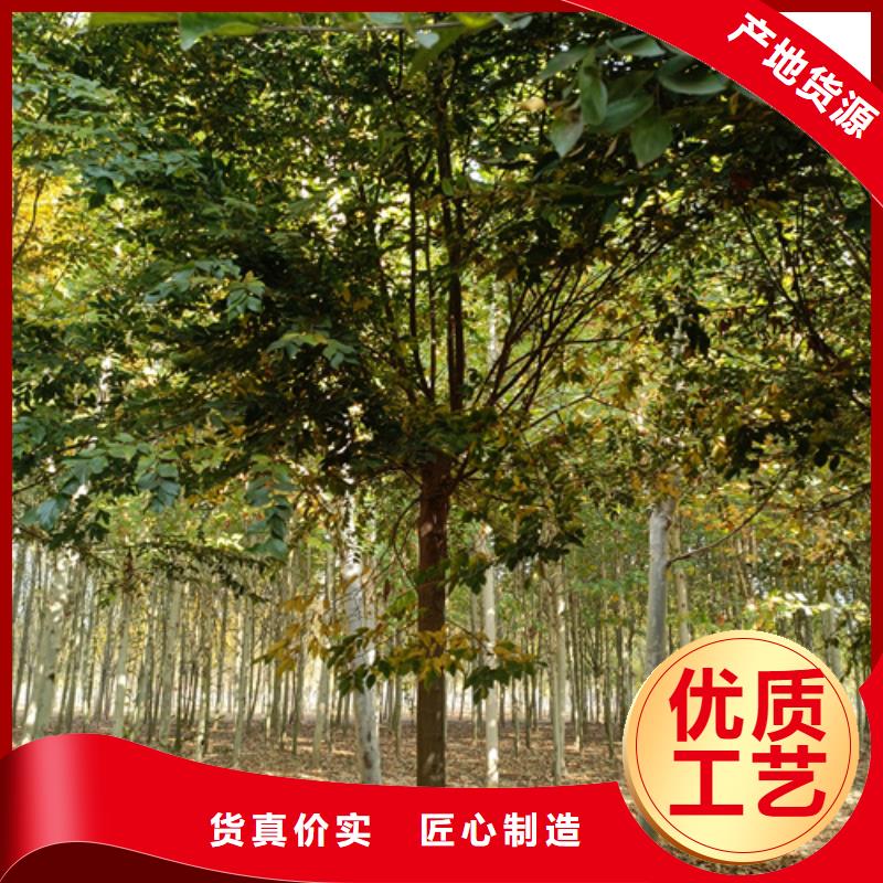 【法桐金叶白蜡敢与同行比价格】可定制
