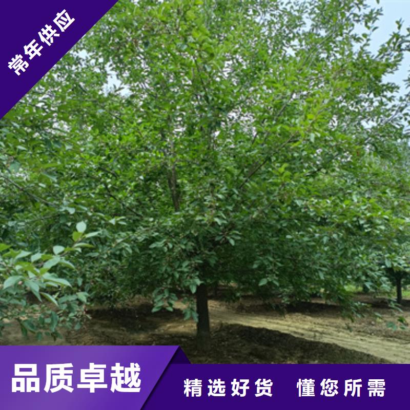 造型法桐厂家直销多少钱品种全