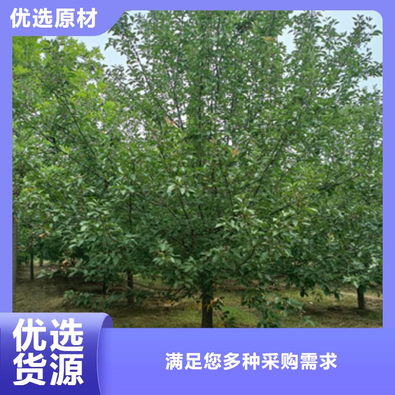 造型法桐大型厂家直销源厂供货