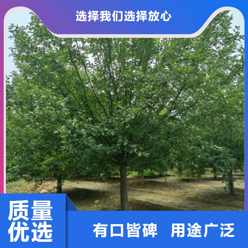 法桐小苗现货充足一周内发货