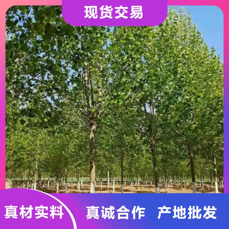 速生法桐种植基地绿化乔木同城品牌