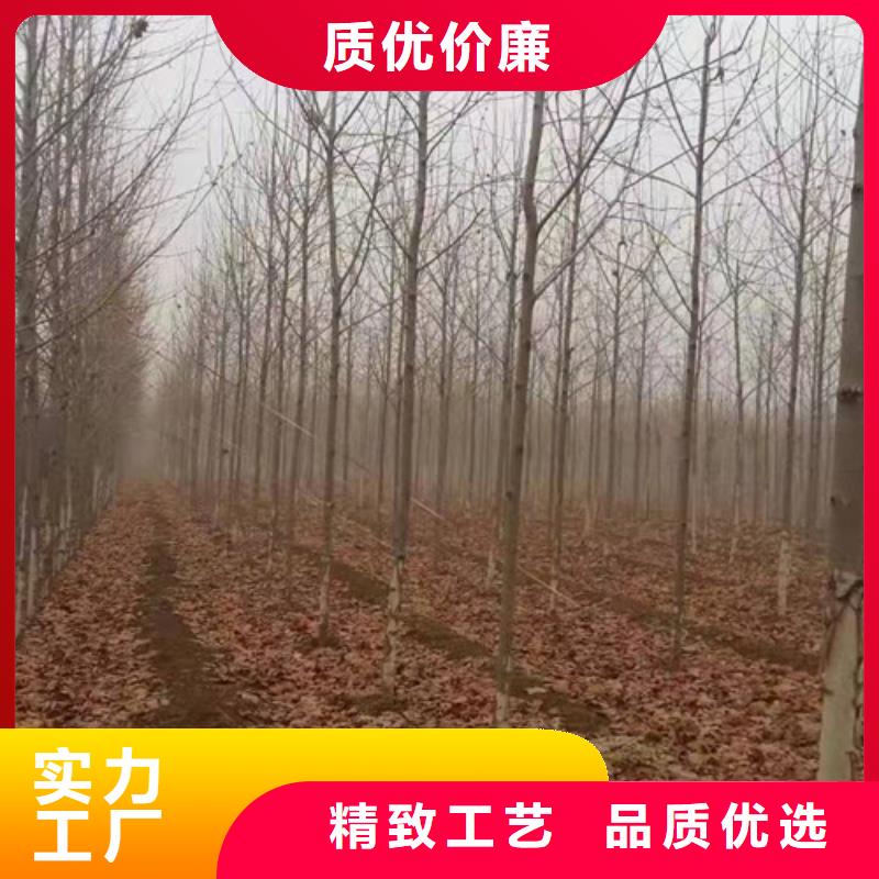 速生法桐市场报价厂家规格全