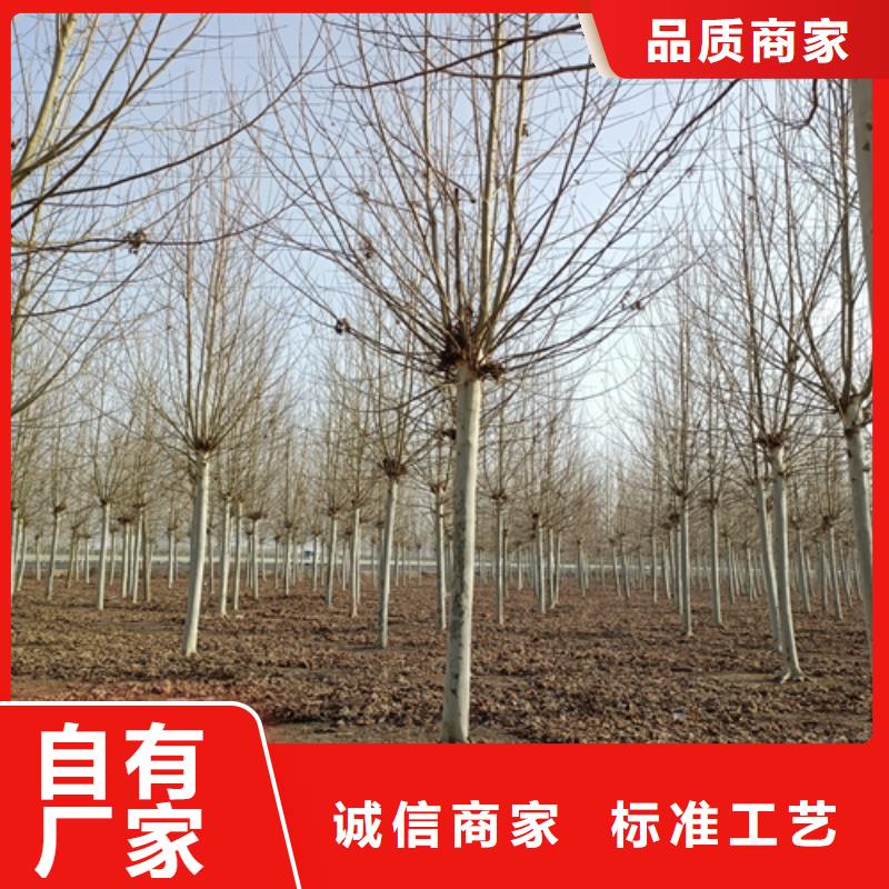 法桐_秋紫白蜡严选用料品质无所畏惧