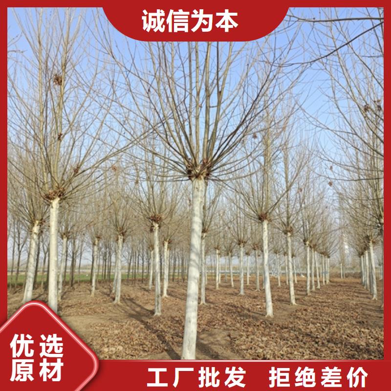 速生法桐厂家直销—薄利多销工厂直供