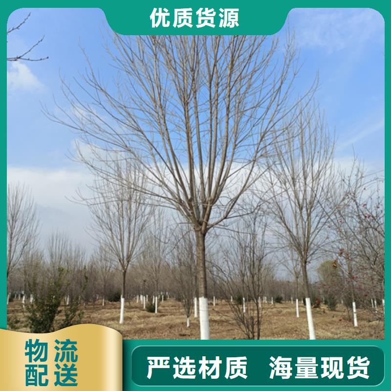 法桐小苗种植基地绿化苗木购买的是放心