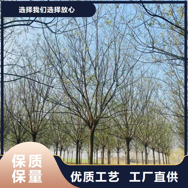 2025源头厂家#法桐小苗#专业定制重信誉厂家