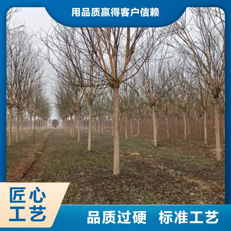 法桐免费咨询绿化苗木本地服务商