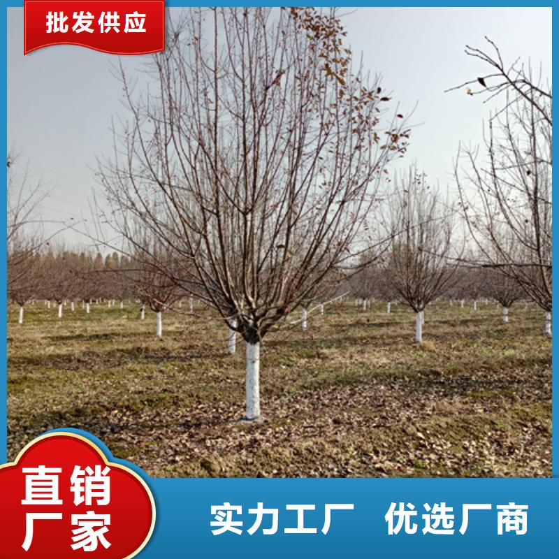 速生法桐质量放心绿化苗木多种规格可选