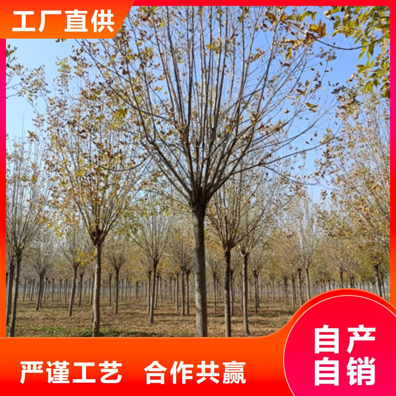 库存充足的法桐行情生产厂家质优价廉