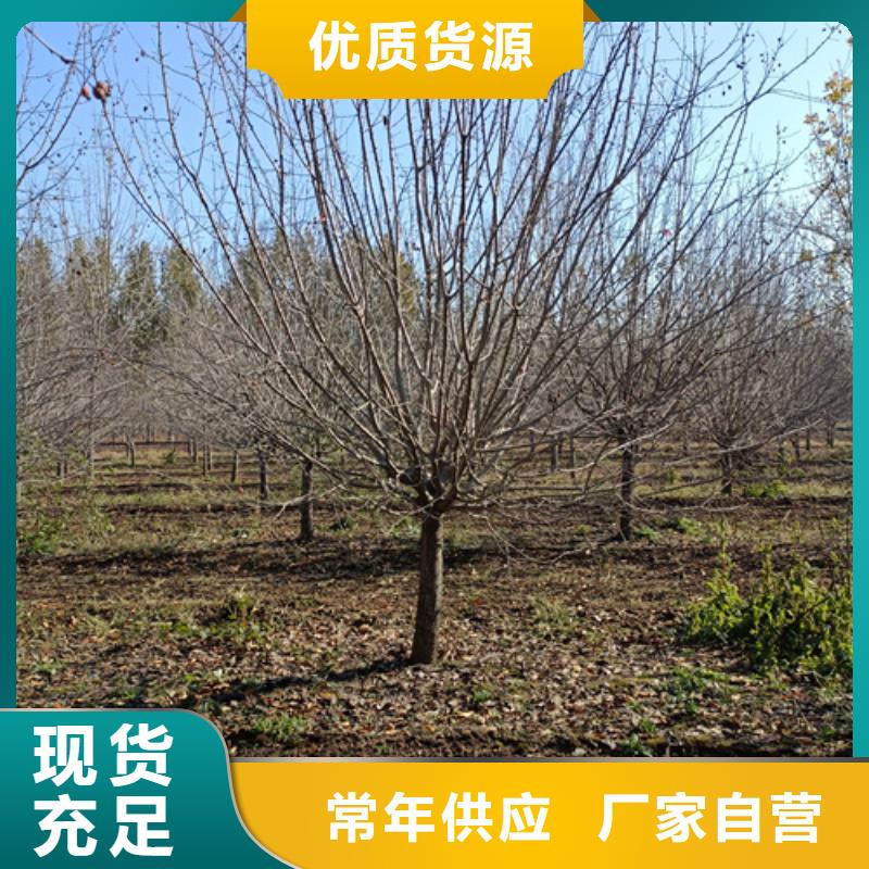 法桐质检合格源头厂家来图定制