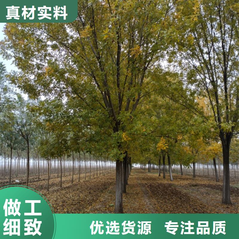 造型法桐、造型法桐厂家-值得信赖本地生产厂家
