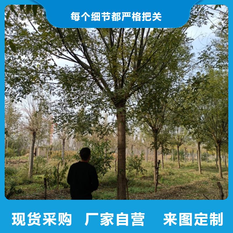#造型法桐#欢迎来电咨询工厂直营