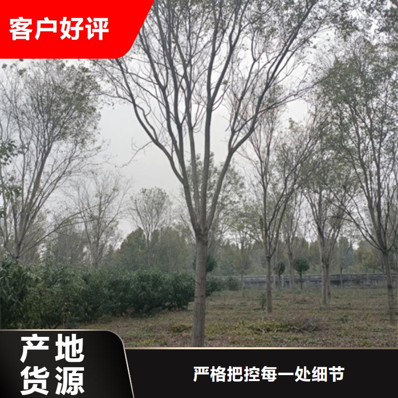 法桐行情价格合理的厂家本地厂家