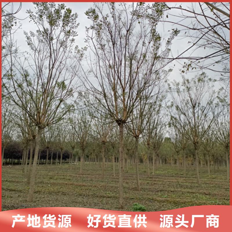 法桐小苗货源充足绿化苗木本地供应商